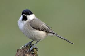 Attēlu rezultāti vaicājumam “Poecile palustris adult”