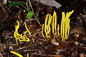 Attēlu rezultāti vaicājumam “Clavulinopsis helvola”