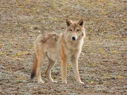 Attēlu rezultāti vaicājumam “Canis lupus”