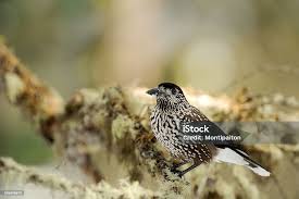 Attēlu rezultāti vaicājumam “Nucifraga caryocatactes adult”