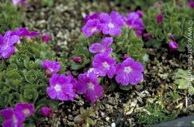 Attēlu rezultāti vaicājumam “Primula x margotae”