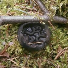 Attēlu rezultāti vaicājumam “Pseudoplectania nigrella”