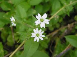Attēlu rezultāti vaicājumam “Myosoton aquaticum flower”