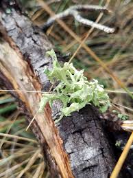 Attēlu rezultāti vaicājumam “Ramalina fastigiata”