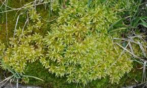 Attēlu rezultāti vaicājumam “Paraleucobryum longifolium”