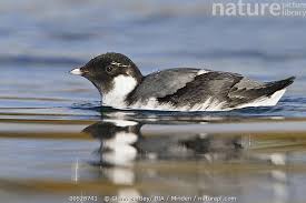 Image result for Synthliboramphus antiquus