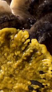 Attēlu rezultāti vaicājumam “Badhamia utricularis macro”