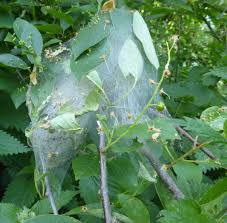 Attēlu rezultāti vaicājumam “Yponomeuta evonymella larva”