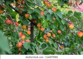 Attēlu rezultāti vaicājumam “Prunus armeniaca leaf”