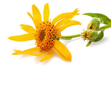 Attēlu rezultāti vaicājumam “Arnica montana”