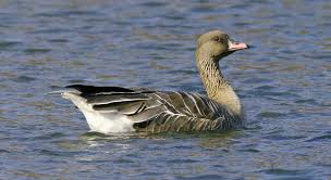 Attēlu rezultāti vaicājumam “Anser brachyrhynchus”