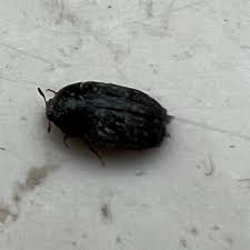 Attēlu rezultāti vaicājumam “Attagenus pellio”