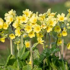 Image result for Schlüsselblumen