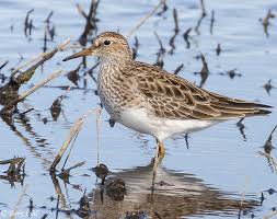 Image result for Calidris melanotos