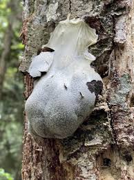 Attēlu rezultāti vaicājumam “Amaurochaete fusiformis spores”