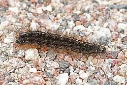 Attēlu rezultāti vaicājumam “Diacrisia sannio male”