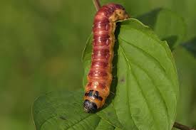Attēlu rezultāti vaicājumam “Cossus cossus larva”