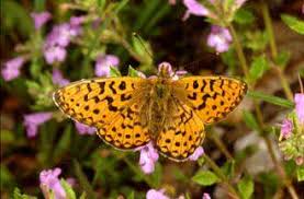 Attēlu rezultāti vaicājumam “Clossiana euphrosyne”