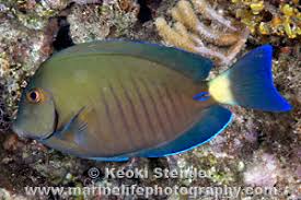 Image result for Acanthurus chirurgus
