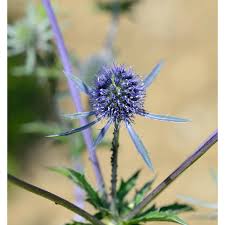 Image result for Edeldistel