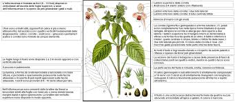 Attēlu rezultāti vaicājumam “Galeopsis bifida”