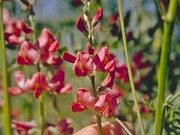 Attēlu rezultāti vaicājumam “Saelania glaucescens sporophyte”