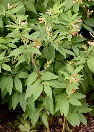 Attēlu rezultāti vaicājumam “Lathyrus laevigatus”