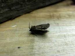 Attēlu rezultāti vaicājumam “Rusina ferruginea male”