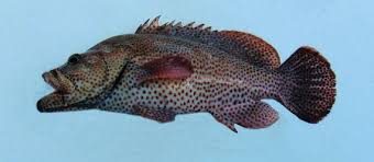 Image result for Cephalopholis cruentata