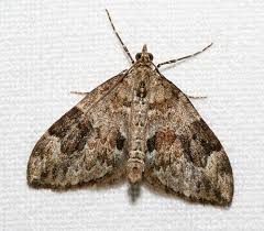 Attēlu rezultāti vaicājumam “Thera variata”