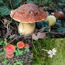 Attēlu rezultāti vaicājumam “Pucciniastrum areolatum”