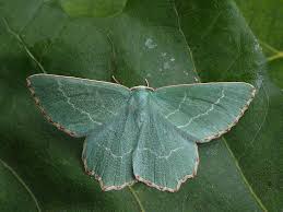 Attēlu rezultāti vaicājumam “Thalera fimbrialis”