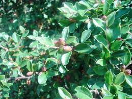 Attēlu rezultāti vaicājumam “Cotoneaster divaricatus”