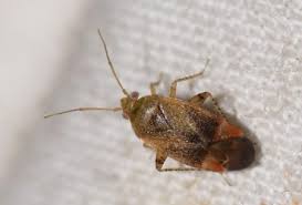 Attēlu rezultāti vaicājumam “Psallus sp.”