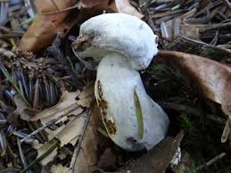 Attēlu rezultāti vaicājumam “Hypomyces chrysospermus”