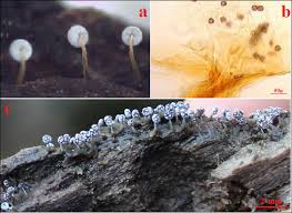 Attēlu rezultāti vaicājumam “Physarum bivalve spores”