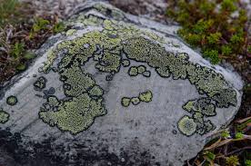 Attēlu rezultāti vaicājumam “Rhizocarpon geographicum”