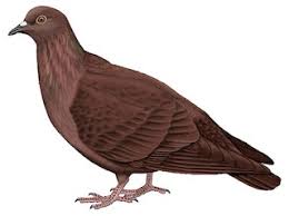 Attēlu rezultāti vaicājumam “Columba livia f. domestica adult”