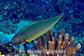 Image result for Naso hexacanthus