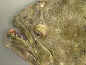 Image result for Paralichthys lethostigma