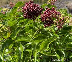 Attēlu rezultāti vaicājumam “Sambucus racemosa fruit”
