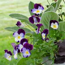 Attēlu rezultāti vaicājumam “Viola x williamsii flower”