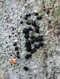 Attēlu rezultāti vaicājumam “Mycoblastus sanguinarius”