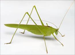 Attēlu rezultāti vaicājumam “Phaneroptera falcata”