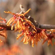 Attēlu rezultāti vaicājumam “Hamamelis vernalis bud”
