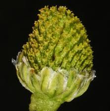 Attēlu rezultāti vaicājumam “Matricaria discoidea”