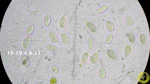 Attēlu rezultāti vaicājumam “Lecanora allophana”