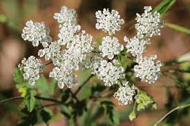 Image result for Chaerophyllum aureum