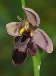 Attēlu rezultāti vaicājumam “Ophrys insectifera leaf”