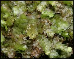 Attēlu rezultāti vaicājumam “Jungermannia hyalina cells”